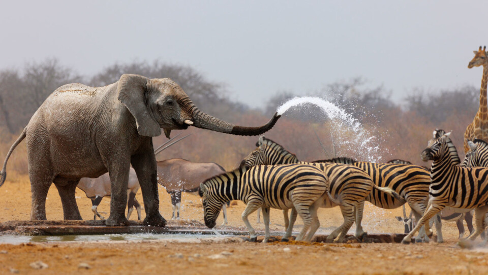 Namibia - safari, sanddyner og et fantastisk dyreliv