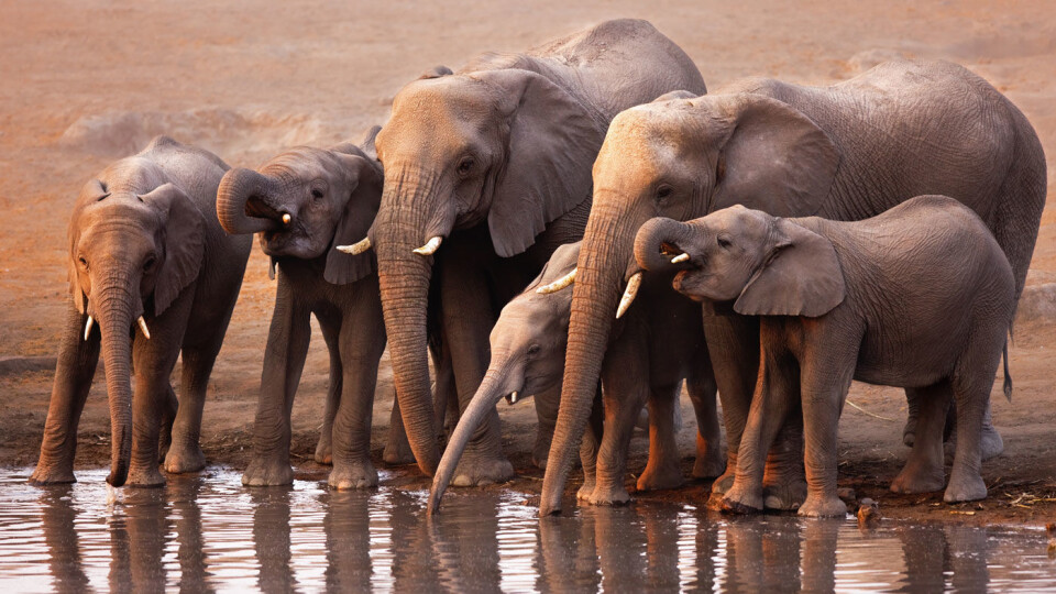 Namibia - safari, sanddyner og et fantastisk dyreliv