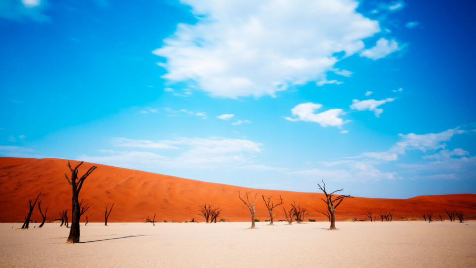 Namibia - safari, sanddyner og et fantastisk dyreliv