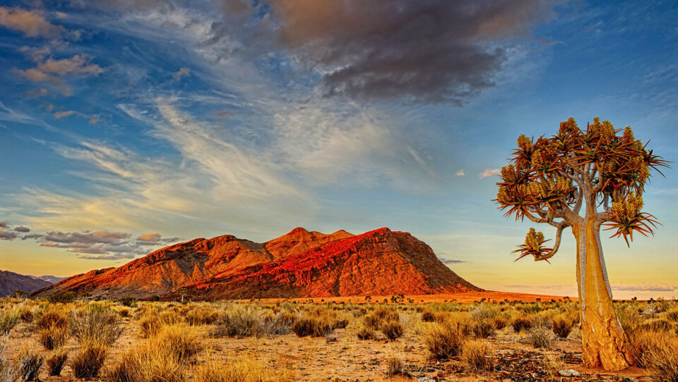 Namibia - safari, sanddyner og et fantastisk dyreliv
