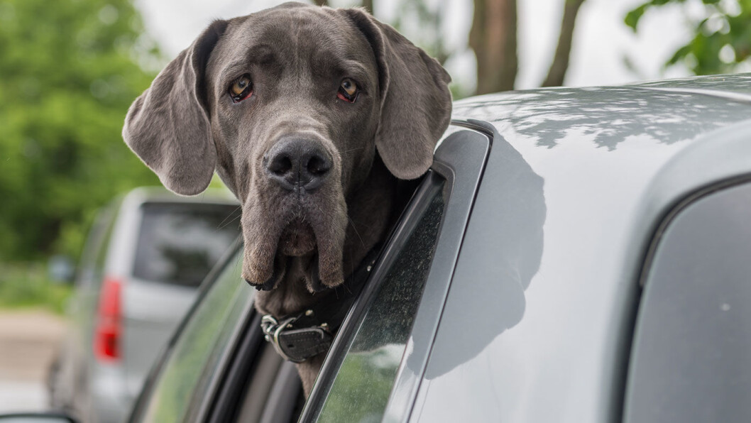 FIDO ELLER FIAT: Er én hund like ille for miljøet som to SUV'er, slik Nettavisen hevder? Nei, det er faktisk helt feil. Foto: Shutterstock FIDO ELLER FIAT: Er én hund like ille for miljøet som to SUV'er, slik Nettavisen hevder? Nei, det er faktisk helt feil. Foto: Shutterstock