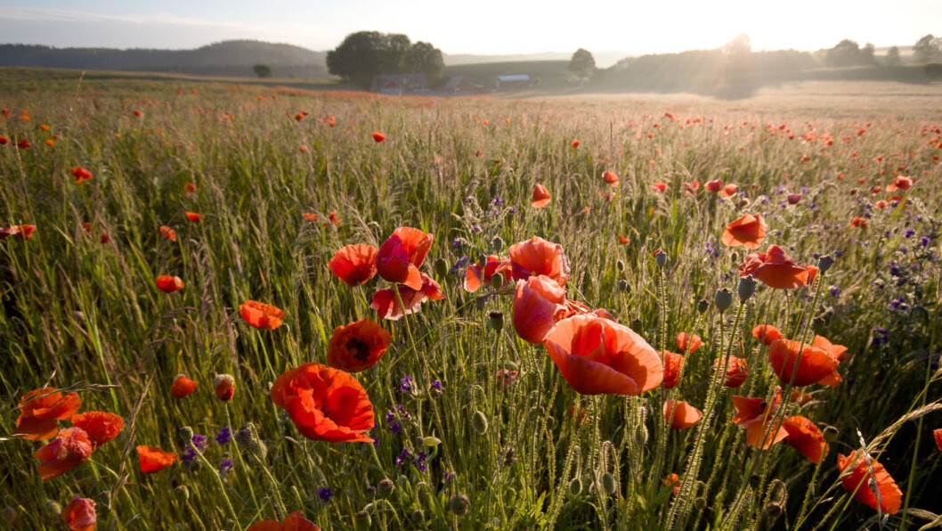 VARMT OG SYDLANDSK: Valmuene brer seg som et teppe langs veien. Foto: Anders Tedeholm/imagebank.sweden.se VARMT OG SYDLANDSK: Valmuene brer seg som et teppe langs veien. Foto: Anders Tedeholm/imagebank.sweden.se