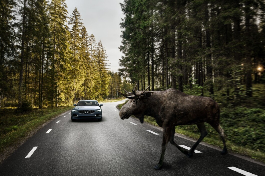 BREMSER AUTOMATISK: Hvis du er uoppmerksom og ikke ser elgen, nødbremser nå de nye Volvo-bilene for deg. Foto: Volvo BREMSER AUTOMATISK: Hvis du er uoppmerksom og ikke ser elgen, nødbremser nå de nye Volvo-bilene for deg. Foto: Volvo