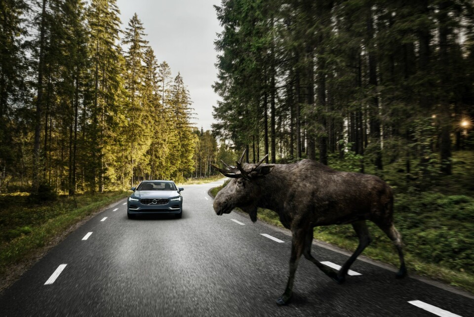BREMSER AUTOMATISK: Hvis du er uoppmerksom og ikke ser elgen, nødbremser nå de nye Volvo-bilene for deg. Foto: Volvo