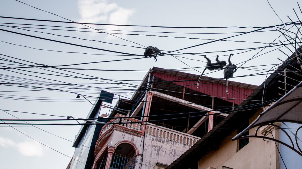 GATELIV: Apekatter svinger seg i ledningsnettet i sentrum av millionbyen Phnom Penh. GATELIV: Apekatter svinger seg i ledningsnettet i sentrum av millionbyen Phnom Penh.
