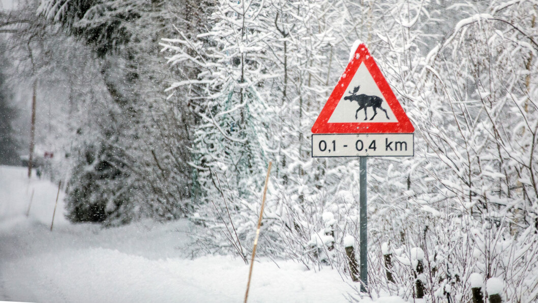 PASS PÅ: Elg og annet vilt fører til mange kollisjoner på veiene. Foto: Tomm W. Christiansen PASS PÅ: Elg og annet vilt fører til mange kollisjoner på veiene. Foto: Tomm W. Christiansen