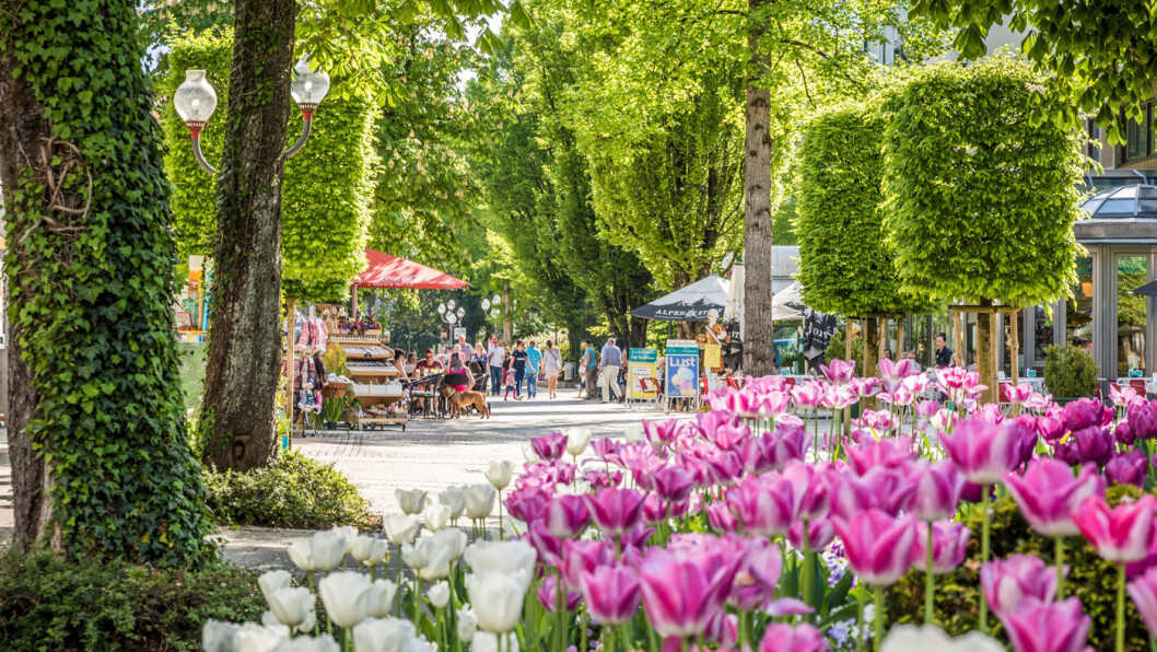 EN OASE: Gågaten i Bad Reichenhall er som en park med frodige trær og fargerike blomster. EN OASE: Gågaten i Bad Reichenhall er som en park med frodige trær og fargerike blomster.