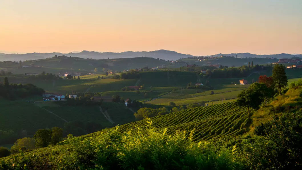 BØLGENDE LANDSKAP: Myke åsrygger og vinmarker, sjarmerende landsbyer og gode restauranter preger Piemonte. Og alt skjer i et deilig og avslappet tempo. Foto: Shutterstock