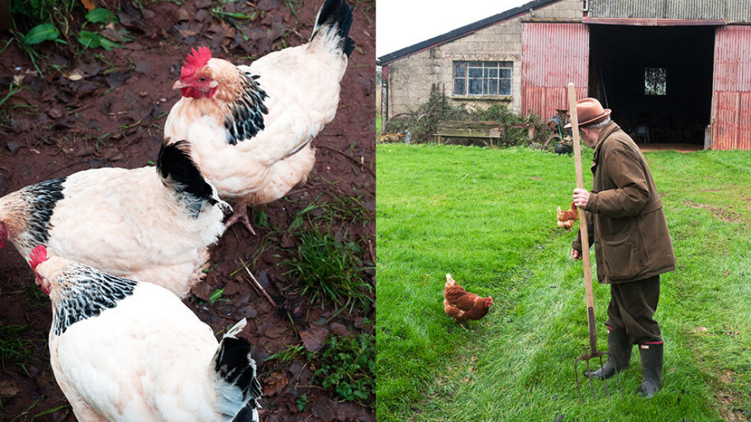 SJARMERENDE COTSWOLDS: Bølgende åser og jordbrukslandskap preger området som egner seg for gåturer. SJARMERENDE COTSWOLDS: Bølgende åser og jordbrukslandskap preger området som egner seg for gåturer.