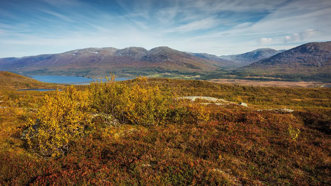 OMVEI I FJELLPRYD: Sør i Nordland går Villmarksveien gjennom den grønne og frodige Storfiplingsdalen. Foto: Steinar Johansen OMVEI I FJELLPRYD: Sør i Nordland går Villmarksveien gjennom den grønne og frodige Storfiplingsdalen. Foto: Steinar Johansen