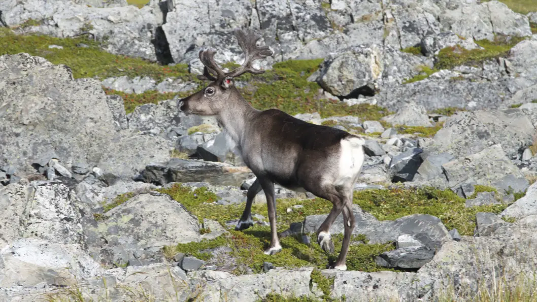 OFTE I VEIEN: Nesten uansett hvor du kjører i Finnmark krysser tamrein veibanen, så følg med! Foto: Rune Korsvoll OFTE I VEIEN: Nesten uansett hvor du kjører i Finnmark krysser tamrein veibanen, så følg med! Foto: Rune Korsvoll
