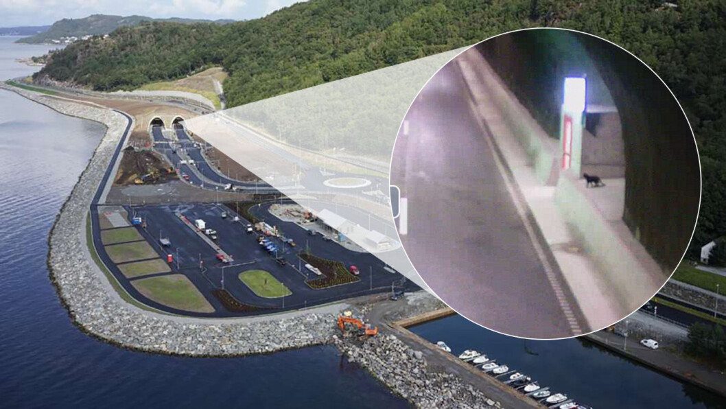 SNEK SEG INN: Ved tunnelutløpet på Solbakk hadde en katt forvillet seg ned i et av Norges største og dyreste tunnelprosjekt. Foto: Statens vegvesen SNEK SEG INN: Ved tunnelutløpet på Solbakk hadde en katt forvillet seg ned i et av Norges største og dyreste tunnelprosjekt. Foto: Statens vegvesen