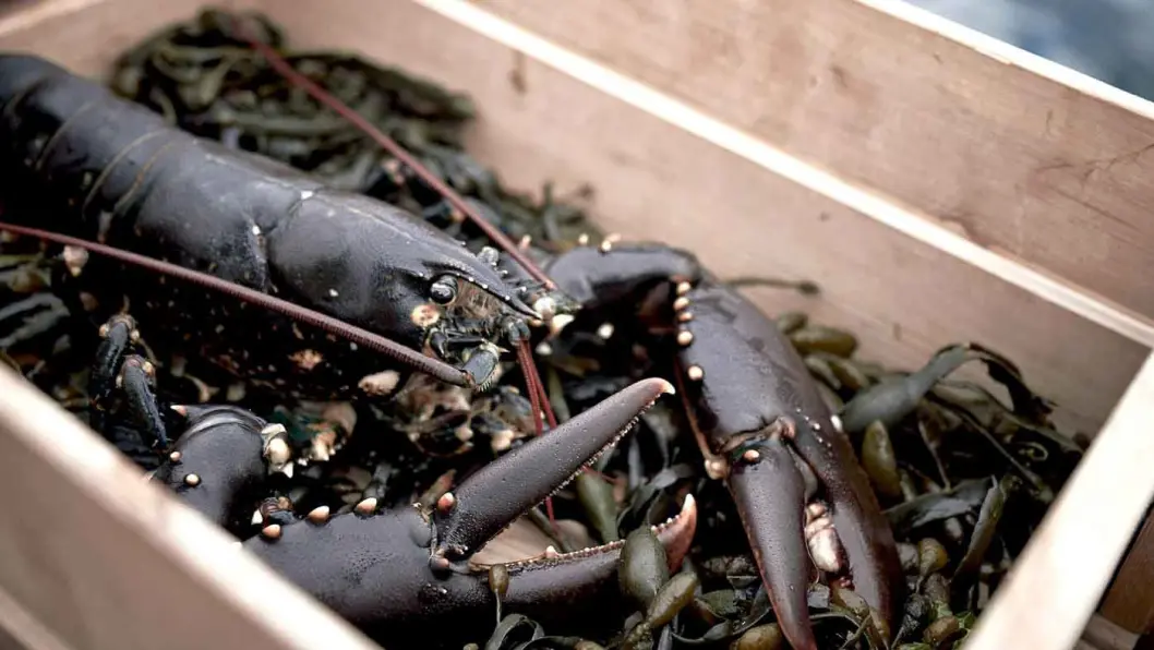 RETT FRA HAVET: Sjansen er stor for å få hummer i teinene. Foto: Jonas Ingman RETT FRA HAVET: Sjansen er stor for å få hummer i teinene. Foto: Jonas Ingman