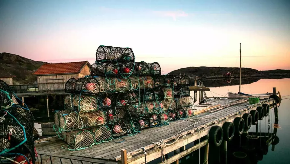 HVERDAG OG IDYLL: Hummerfisket er strengt regulert og er neppe big business for noen langs svenskekysten. Men mange er gode på å tilberede den, og omgivelsene er det lite å si på. Foto: Madeleine Langley