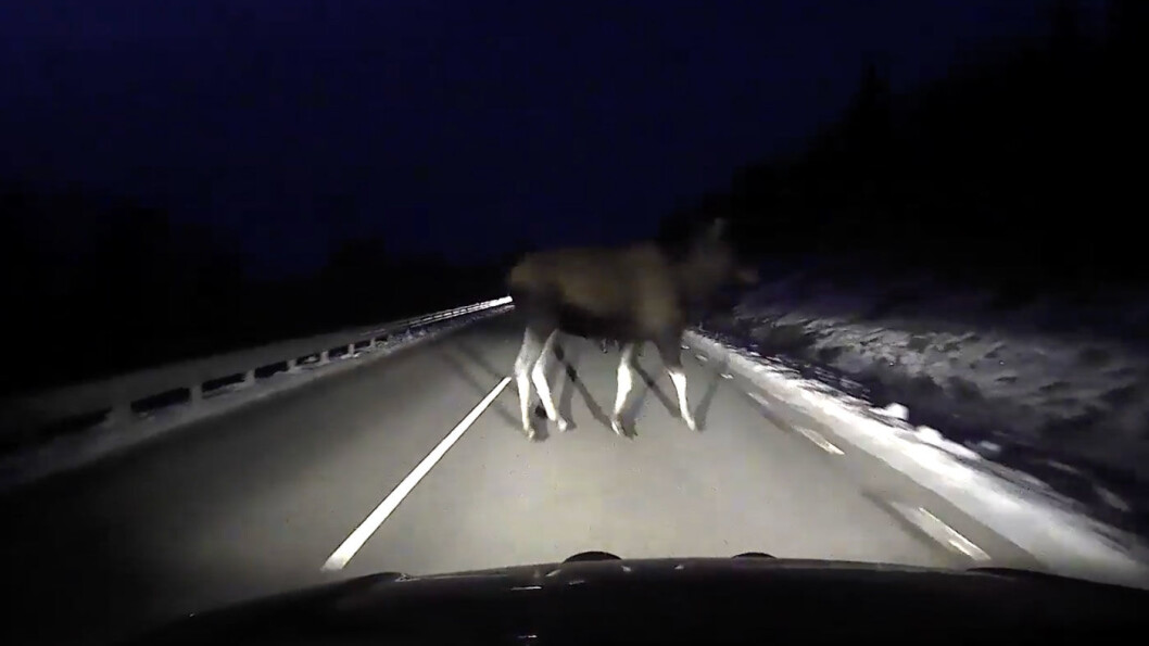 ELG-SJOKK: Kjell Nilsen skrudde av fjernlyset da det kom bil i mot, men da så han ikke elgen før den stod midt i veibanen noen få meter foran bilen. Foto: Kjell Nilsen ELG-SJOKK: Kjell Nilsen skrudde av fjernlyset da det kom bil i mot, men da så han ikke elgen før den stod midt i veibanen noen få meter foran bilen. Foto: Kjell Nilsen