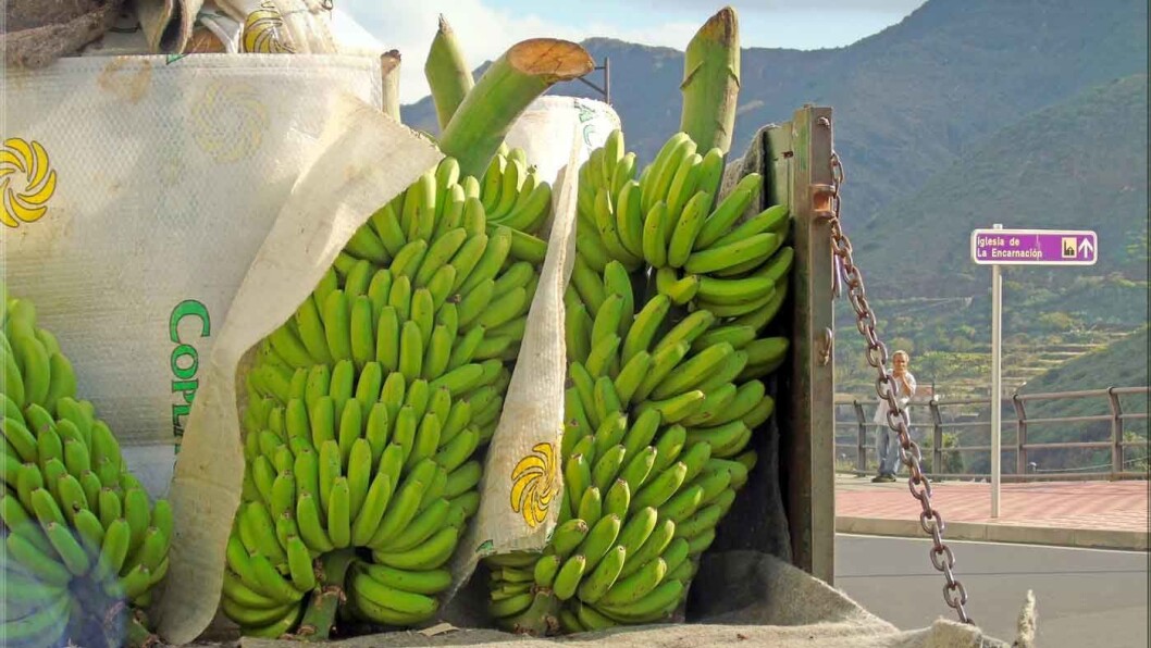 BANANARAMA: Utenfor landsbyen Hermigua ligger bananplantasjene. Foto: Hermigua Jorbasa BANANARAMA: Utenfor landsbyen Hermigua ligger bananplantasjene. Foto: Hermigua Jorbasa
