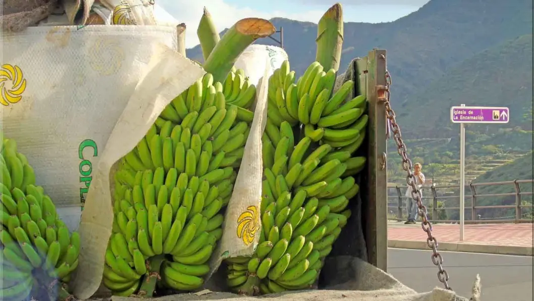 BANANARAMA: Utenfor landsbyen Hermigua ligger bananplantasjene. Foto: Hermigua Jorbasa BANANARAMA: Utenfor landsbyen Hermigua ligger bananplantasjene. Foto: Hermigua Jorbasa