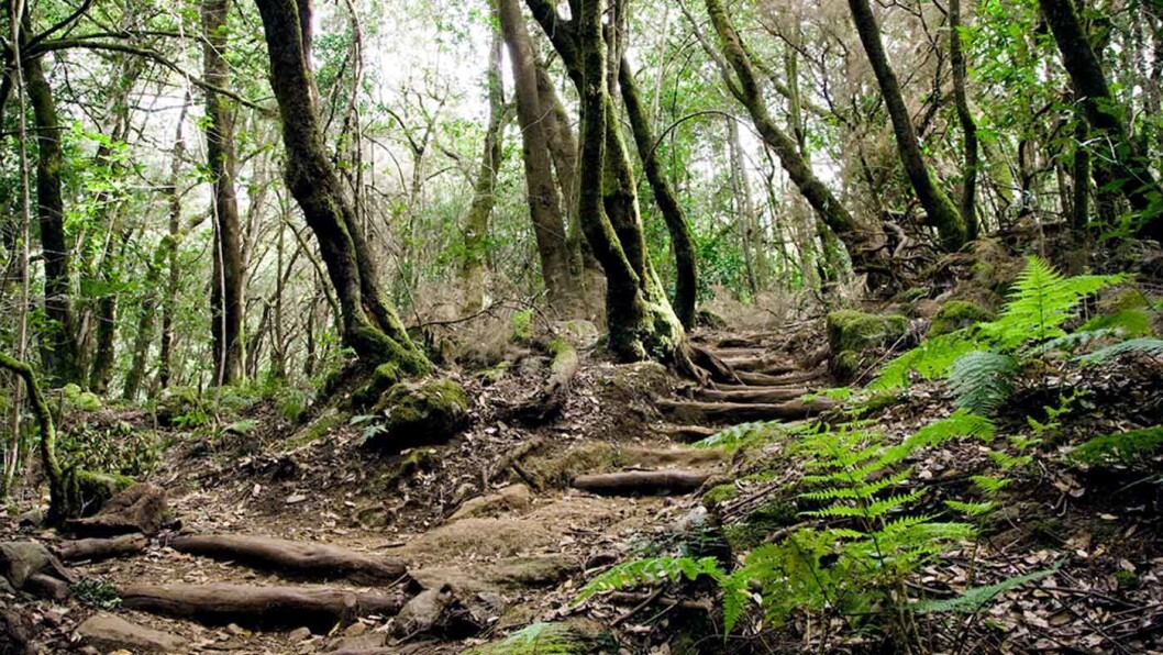 TROLSK: Stiene slynger seg mellom trærne i den lille regnskogen på La Gomera. Foto: Cesar Renones Dominguez TROLSK: Stiene slynger seg mellom trærne i den lille regnskogen på La Gomera. Foto: Cesar Renones Dominguez