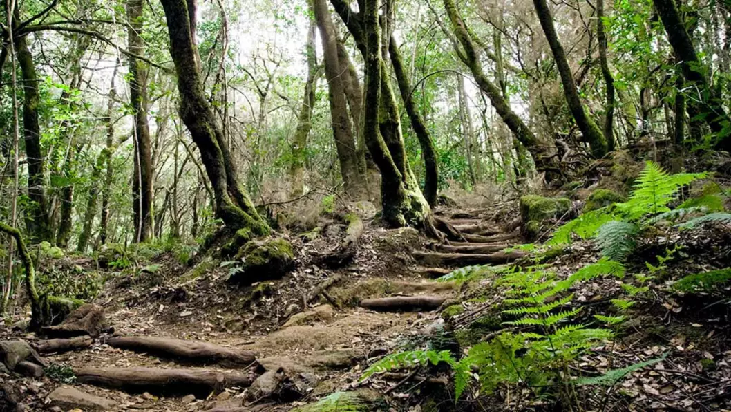 TROLSK: Stiene slynger seg mellom trærne i den lille regnskogen på La Gomera. Foto: Cesar Renones Dominguez 