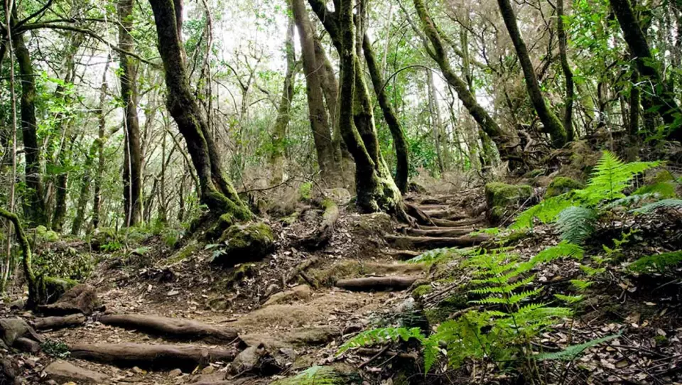 TROLSK: Stiene slynger seg mellom trærne i den lille regnskogen på La Gomera. Foto: Cesar Renones Dominguez