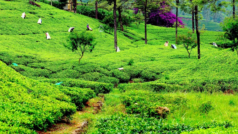 CEYLON TE: De grønne teplantasjene farger åssidene grønne. Te er Sri Lankas viktigste eksportkilde, og Ceylon te sies å være spesielt fin.