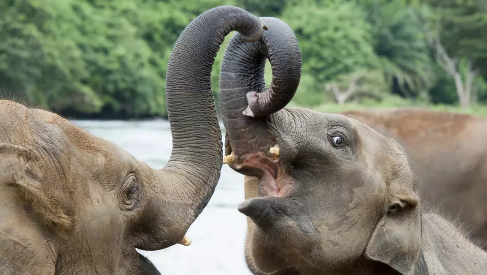 ELEFANTBARNEHJEMMET: Elefantene vokser opp og forberedes på et liv i frihet.