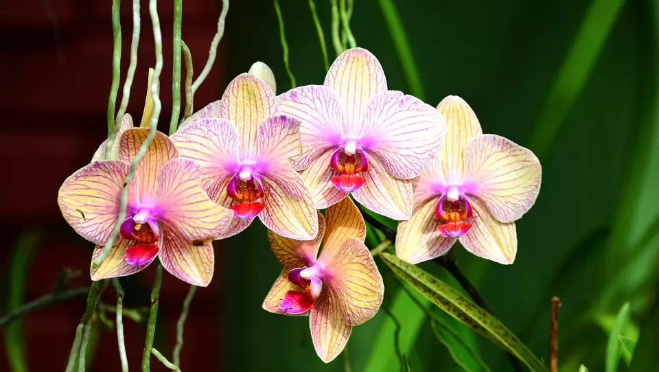 BLOMSTERPRAKT: Den botaniske hagen er en frodig oase med blant annet en unik samling orkideer.