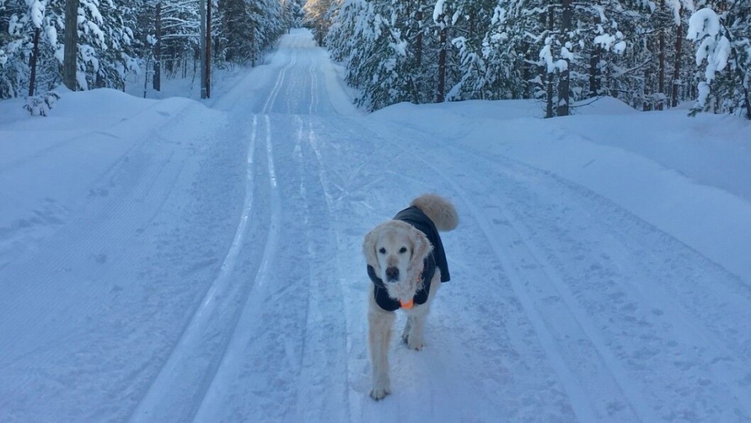 GAMMEL: Emil er 12 år, men trives fortsatt ute på tur. Foto: Privat. GAMMEL: Emil er 12 år, men trives fortsatt ute på tur. Foto: Privat.