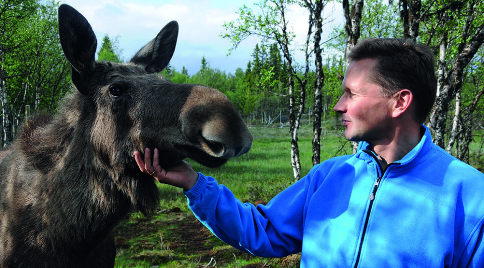 TETT PÅ DYRENE: På Langedrag kan du oppleve både elg, ulv og gaupe på nært hold. Foto: Per Roger Lauritzen
