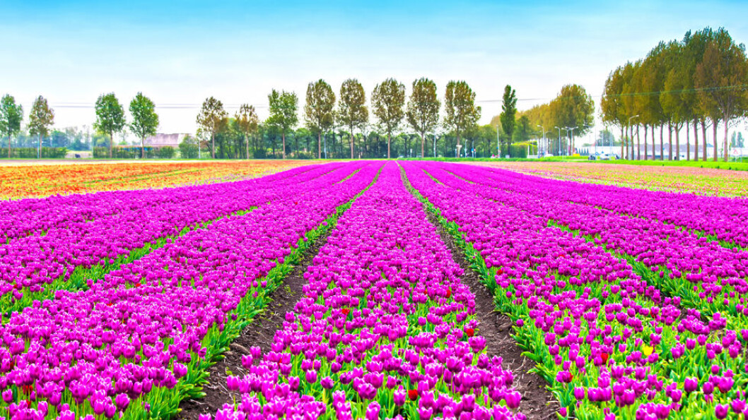 KEUKENHOF: Nederlands berømte tulipanpark Keukenhof består av om lag 320 mål med tulipaner og andre løkblomster som alle står i full blomst om våren. I 2017 er parken åpen fra 23.mars til 21.mai. Foto: Shutterstock KEUKENHOF: Nederlands berømte tulipanpark Keukenhof består av om lag 320 mål med tulipaner og andre løkblomster som alle står i full blomst om våren. I 2017 er parken åpen fra 23.mars til 21.mai. Foto: Shutterstock