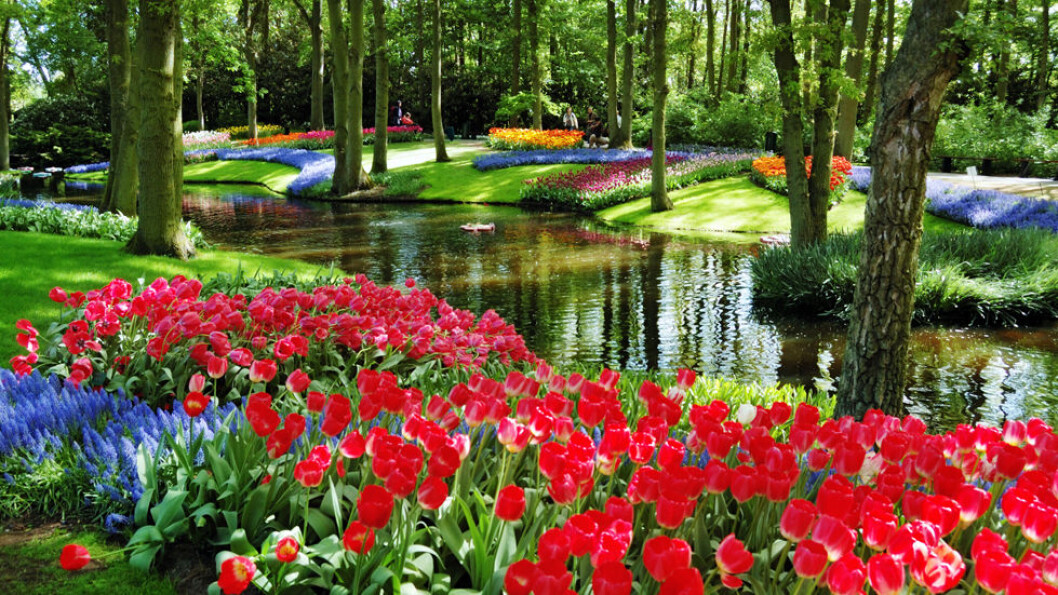 NEDERLANDS BLOMSTRENDE HAGE: Tulipanparken Keukenhof er åpen bare to måneder i året. Her blomster rundt 800 ulike tulipansorter. Foto: Shutterstock NEDERLANDS BLOMSTRENDE HAGE: Tulipanparken Keukenhof er åpen bare to måneder i året. Her blomster rundt 800 ulike tulipansorter. Foto: Shutterstock