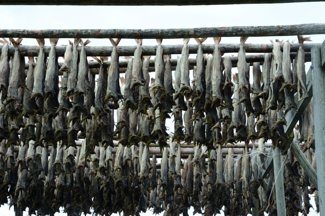 DELIKATESSE: Det er ikke langt mellom fiskehjellene i Lofoten, hvor skrei blir tørrfisk. DELIKATESSE: Det er ikke langt mellom fiskehjellene i Lofoten, hvor skrei blir tørrfisk.