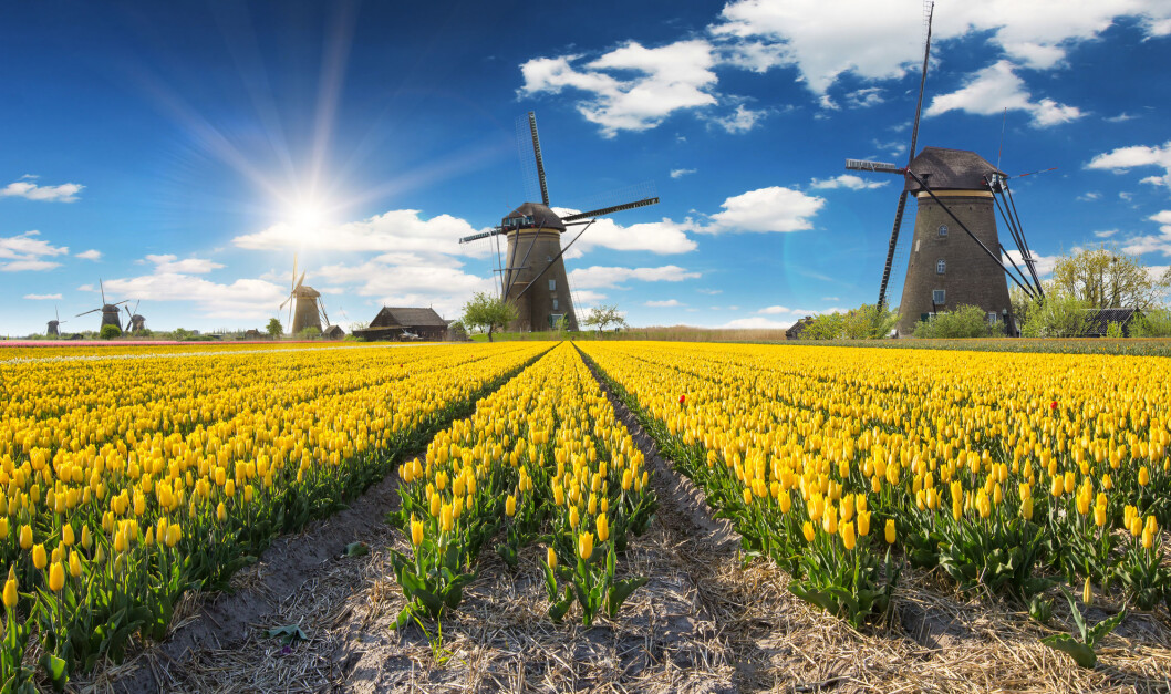 NEDERLAND: Tulipanåker med vindmøller i bakgrunnen, kan det bli mer nederlandsk? Foto: Lucas Godja NEDERLAND: Tulipanåker med vindmøller i bakgrunnen, kan det bli mer nederlandsk? Foto: Lucas Godja