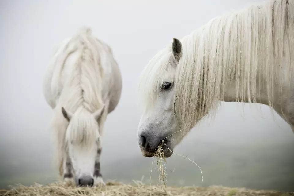 HØY PÅ LANDET: Hester fotografert på vestkysten av Mull.