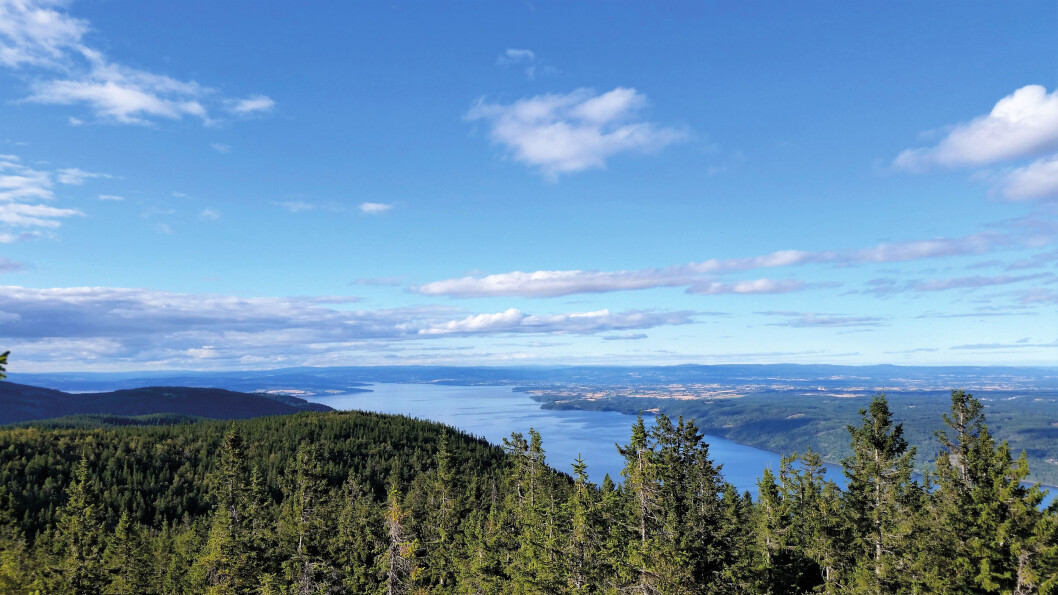 På Skreikampen truer tretoppene med å stenge for utsikten. Her mot Stange, Hamar og Helgøya. Foto: Reidar Stangenes På Skreikampen truer tretoppene med å stenge for utsikten. Her mot Stange, Hamar og Helgøya. Foto: Reidar Stangenes