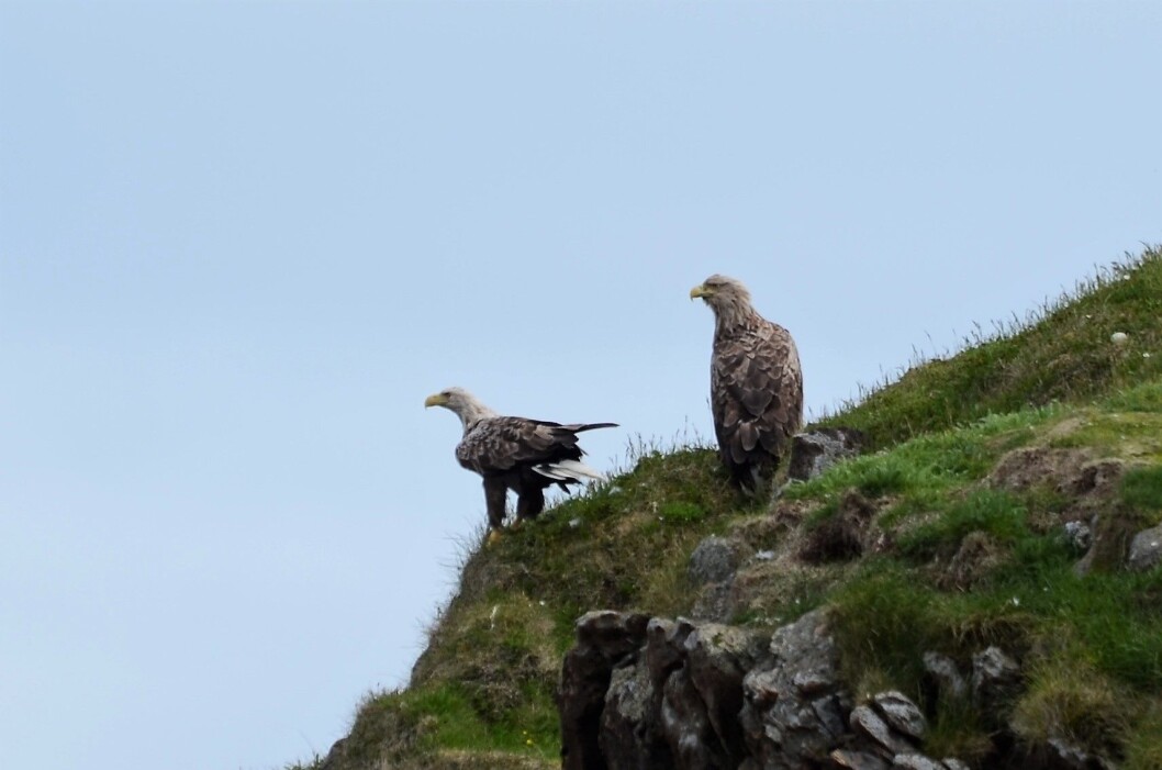 MEKTIGE: Havørn følger med ved Fruholmen fyr på nordsiden av Ingøya. MEKTIGE: Havørn følger med ved Fruholmen fyr på nordsiden av Ingøya.