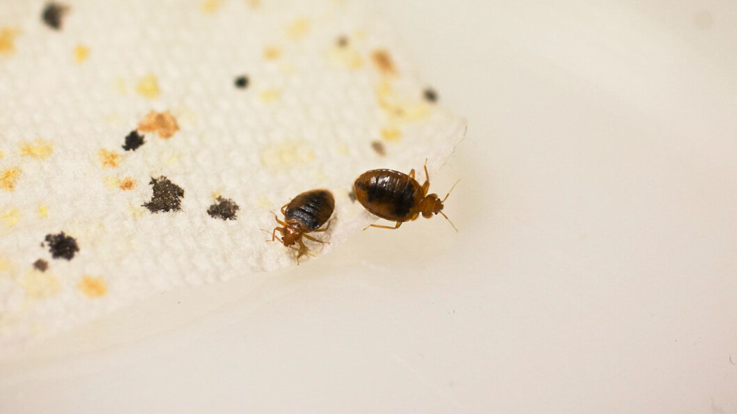 EKSPLOSIV VEKST: Omlag 30 prosent av antall veggedyr-bekjempelser gjelder overnattingssteder. EKSPLOSIV VEKST: Omlag 30 prosent av antall veggedyr-bekjempelser gjelder overnattingssteder.