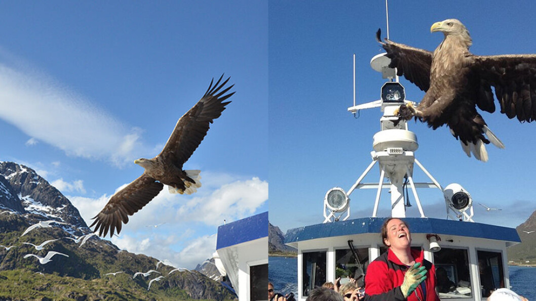 Med båt inn i Trollfjorden i Lofoten kan man oppleve av havørnen flyr over hodet på oss. Med båt inn i Trollfjorden i Lofoten kan man oppleve av havørnen flyr over hodet på oss.