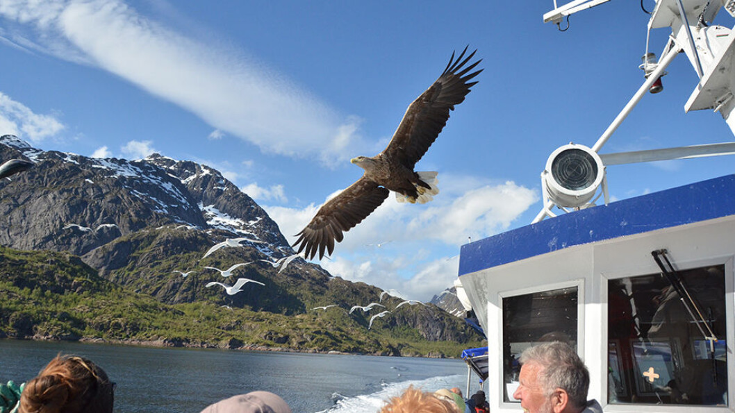 Trollfjorden er magisk, og det er helt spesielt når havørnen seiler over oss. Trollfjorden er magisk, og det er helt spesielt når havørnen seiler over oss.