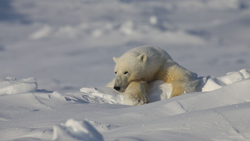 På Svalbard er det faktisk mulig å se både isbjørn og hvalross. På Svalbard er det faktisk mulig å se både isbjørn og hvalross.