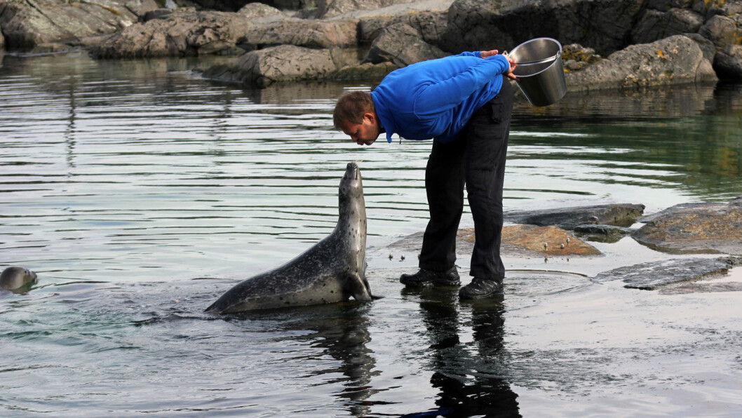 MIDDAG: Mating av seler og andre dyr skjer til stor begeistring for publikum i Atlanterhavsparken. Foto: Atlanterhavsparken MIDDAG: Mating av seler og andre dyr skjer til stor begeistring for publikum i Atlanterhavsparken. Foto: Atlanterhavsparken