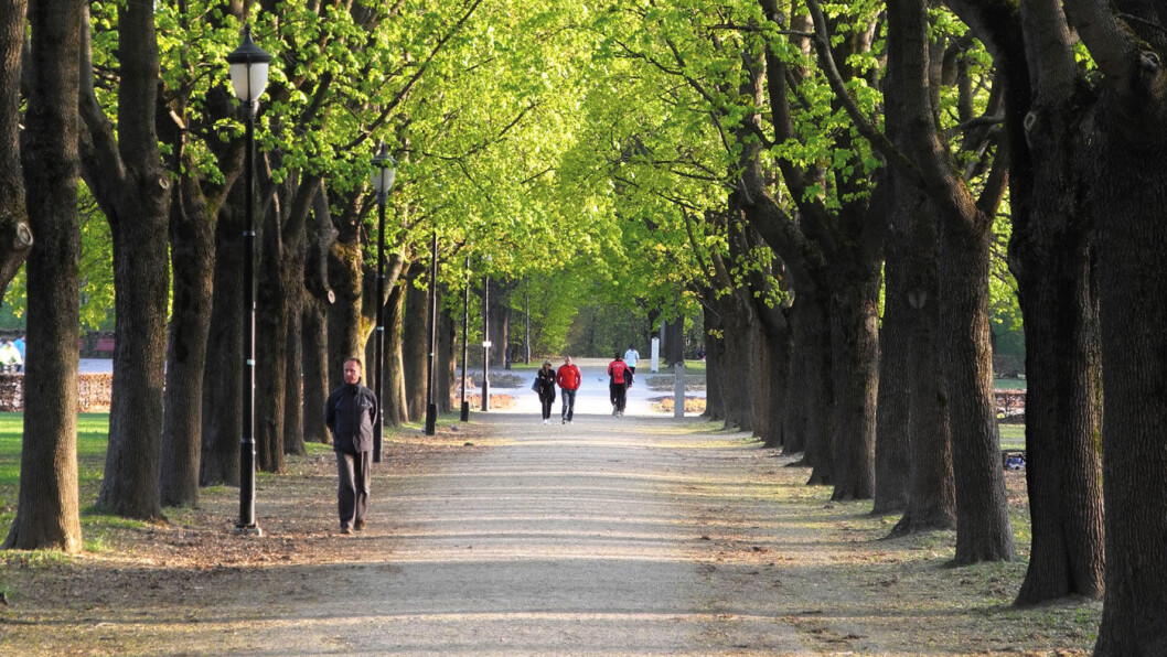 ALLÉ SKAL MED: Frognerparken er en opplevelse. Foto: Per Roger Lauritzen ALLÉ SKAL MED: Frognerparken er en opplevelse. Foto: Per Roger Lauritzen
