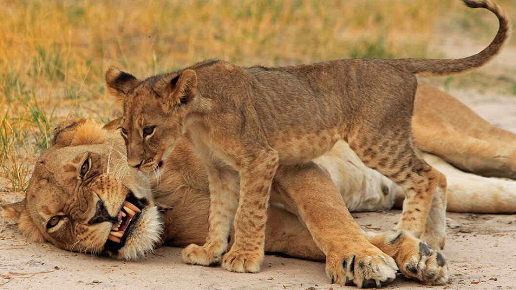 I Hwange nasjonalpark opplever vi dyrelivet tett på. I Hwange nasjonalpark opplever vi dyrelivet tett på.