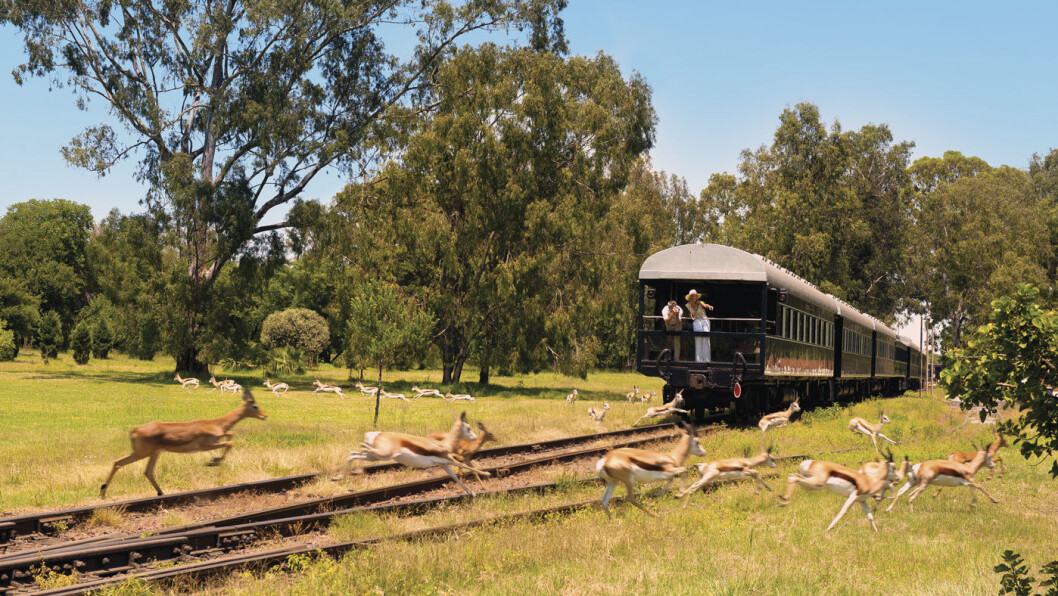 MIDT I NATUREN: Den bakerste vognen på Rovos Rail har en åpen utsiktsbalkong, og her kan du oppleve dyrelivet på nært hold. Foto: Shutterstock MIDT I NATUREN: Den bakerste vognen på Rovos Rail har en åpen utsiktsbalkong, og her kan du oppleve dyrelivet på nært hold. Foto: Shutterstock