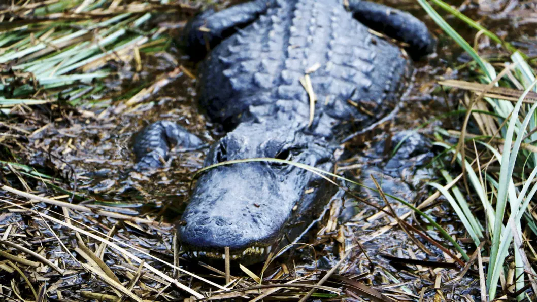 VÅTMARKSOMRÅDE: Everglades har et rikt og unikt plante- og dyreliv, og er berømt for alligatorer og krokodiller. 