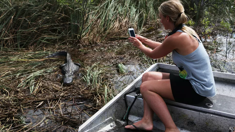 FORHISTORISK: I Everglades kan du komme så nær alligatoren at du nesten kan ta på den.