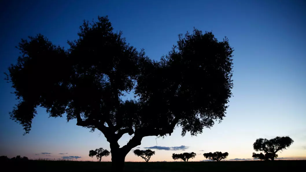 STEMNINGSFULLT: Korkeik og oliventrær preger landskapet i Portugal. Foto: Mette Randem