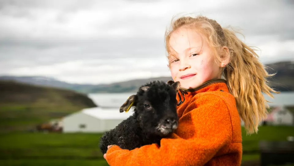 TID FOR LAMMING: Små lam er veldig søte. Det synes i hvert fall Arna (6). Mammaen hennes jobber på gården Bjarteyjarsandur, et yndet mål for både islendinger og turister. Der får hun tid til å bli kjent noen av de om lag 1000 lammene som tas imot hvert år.