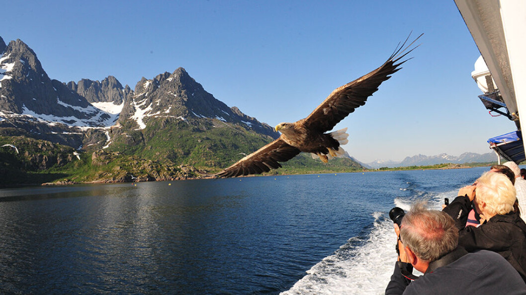 Trollfjorden er magisk. Det topper seg når havørnen flyr over hodet på oss. Trollfjorden er magisk. Det topper seg når havørnen flyr over hodet på oss.