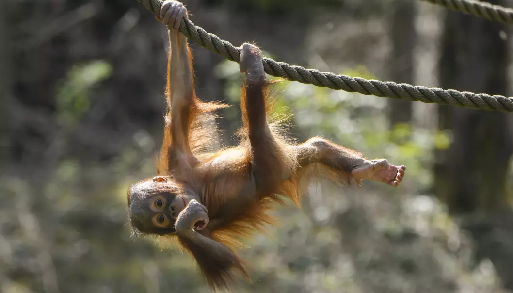 <b>DYREPARKEN</b>: Orangutangen Durian tar en sving.